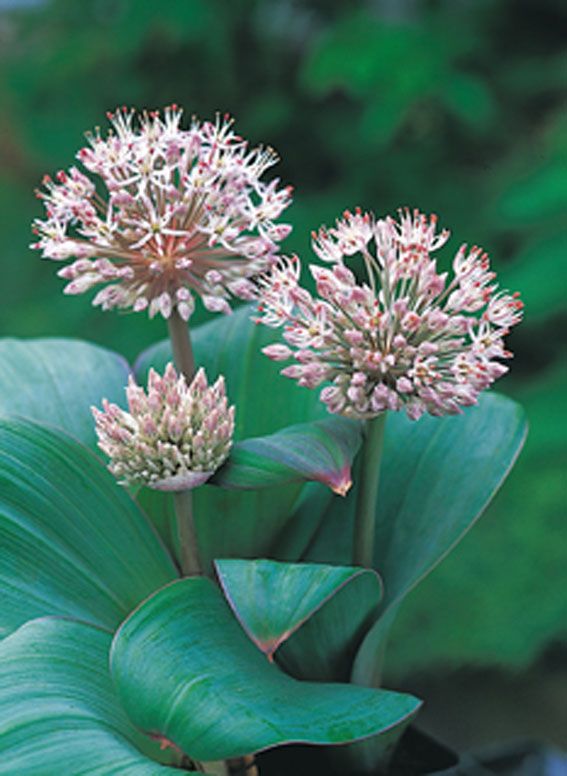 Allium karataviense - 9 cm kruka