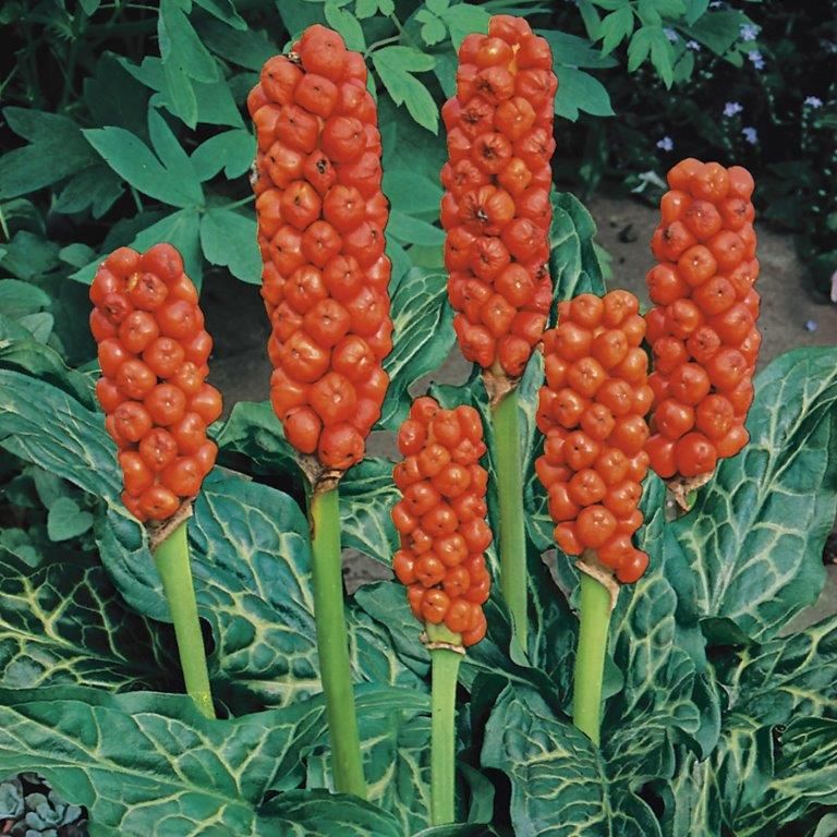 Arum italicum - 9 cm kruka (vattenväxt)