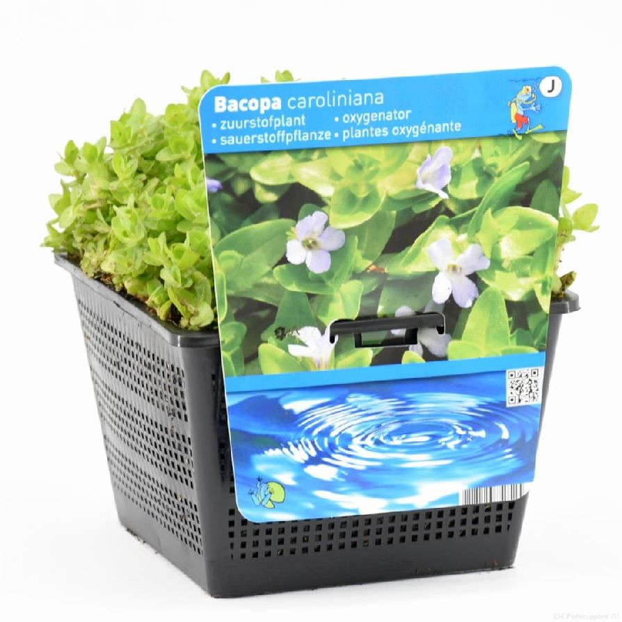 Bacopa caroliniana Dammkorg 18x18 cm