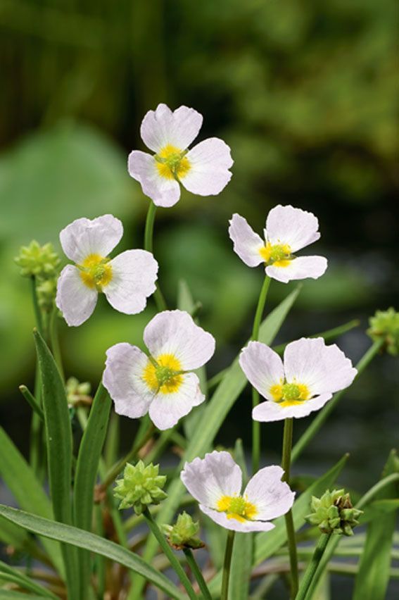 Baldellia ranunculoides 9 cm kruka (vattenväxt)