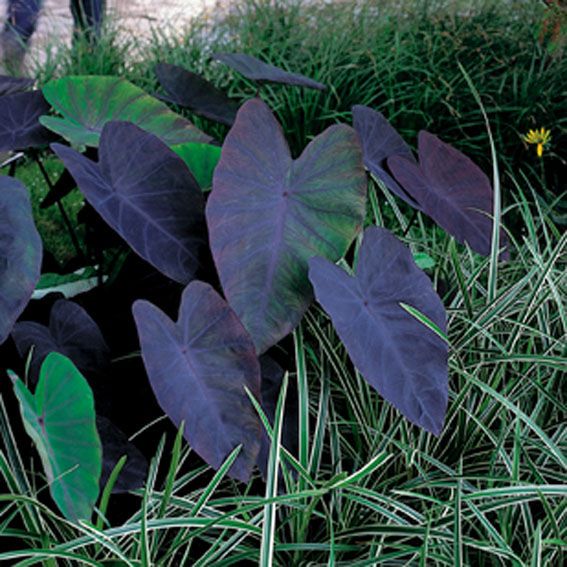 Colocasia &
