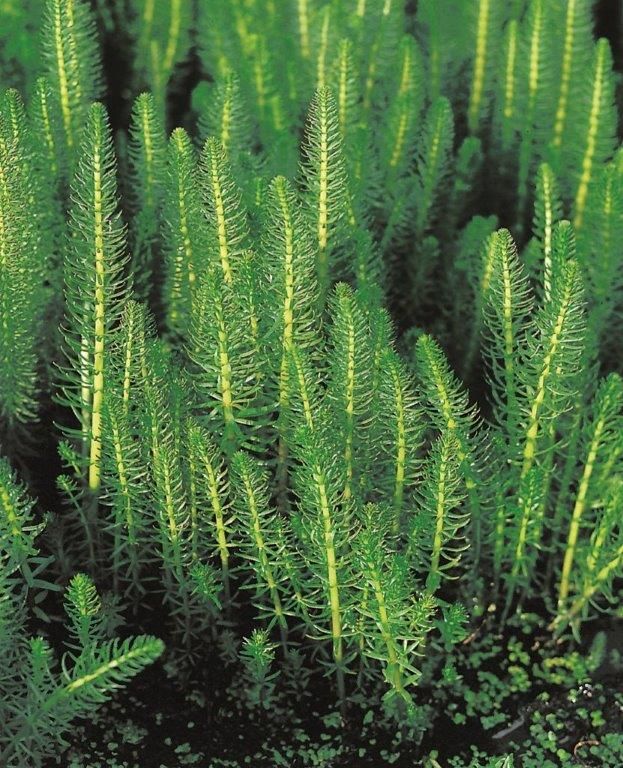 Hippuris vulgaris 9 cm kruka (Vattenväxt)