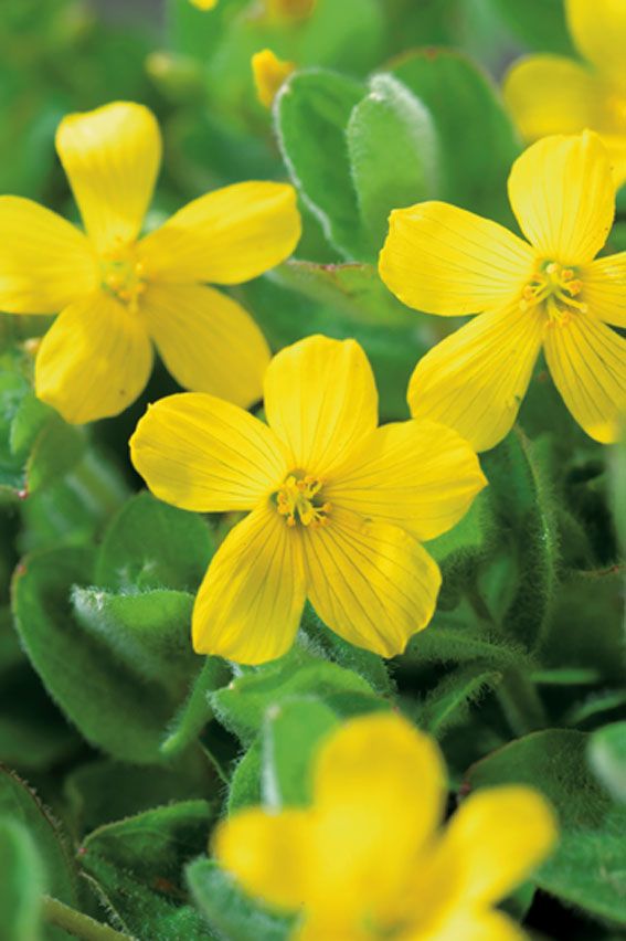 Hypericum elodes 9 cm kruka (vattenväxt)