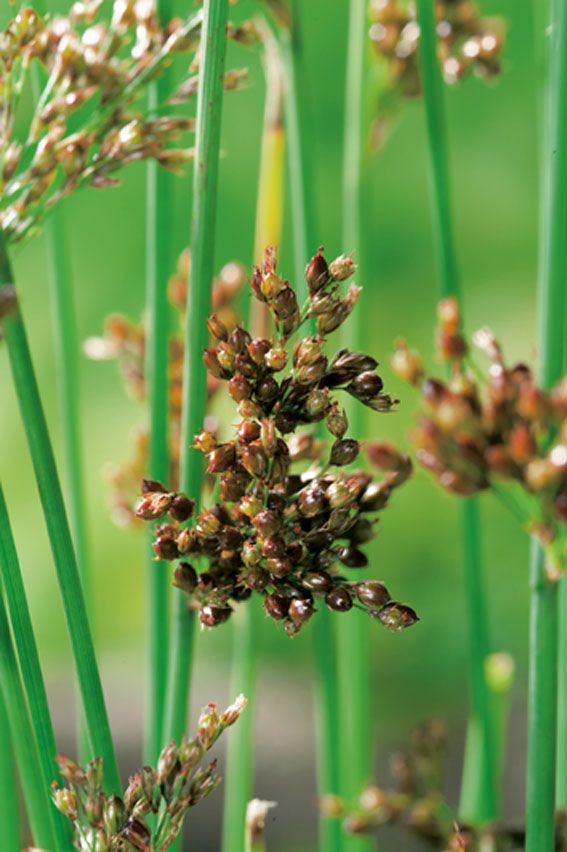 Juncus inflexus 9 cm kruka (Vattenväxt)