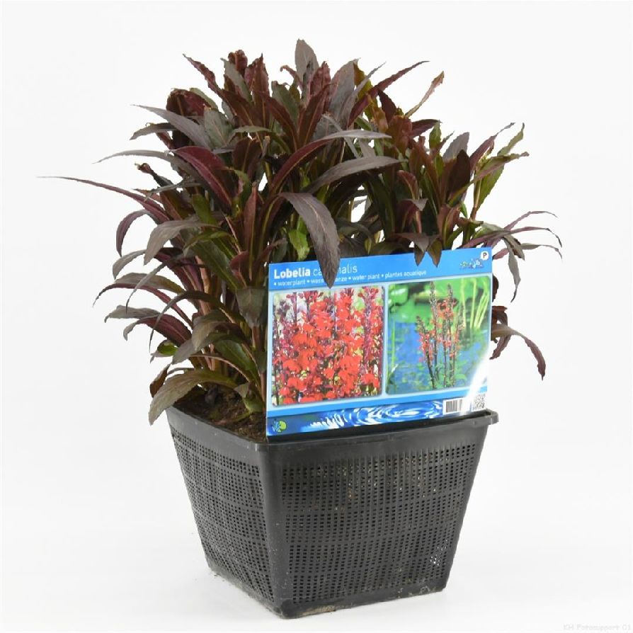 Lobelia cardinalis - Dammkorg 28x28 cm