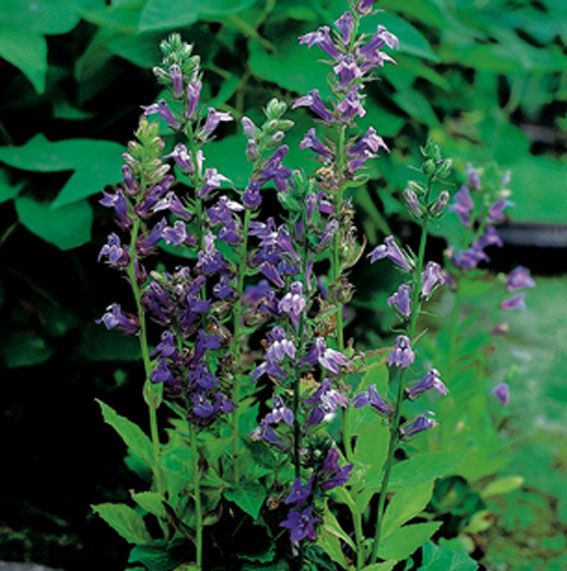 Lobelia siphilitica 9 cm kruka - Vattenväxt
