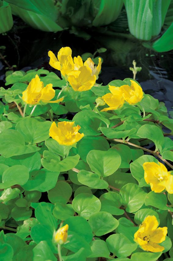Lysimachia numm. &