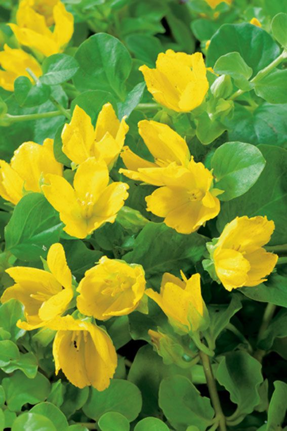 Lysimachia nummularia 9 cm kruka - Vattenväxt