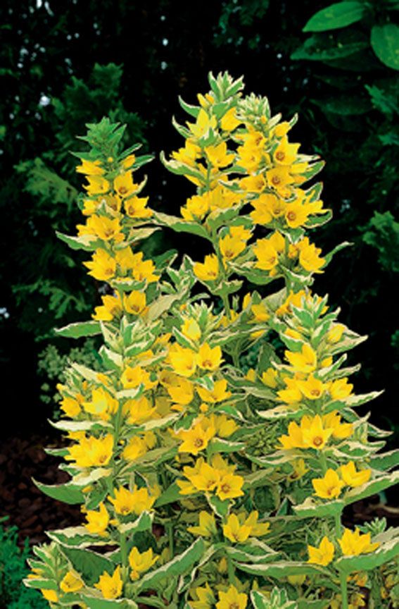 Lysimachia &