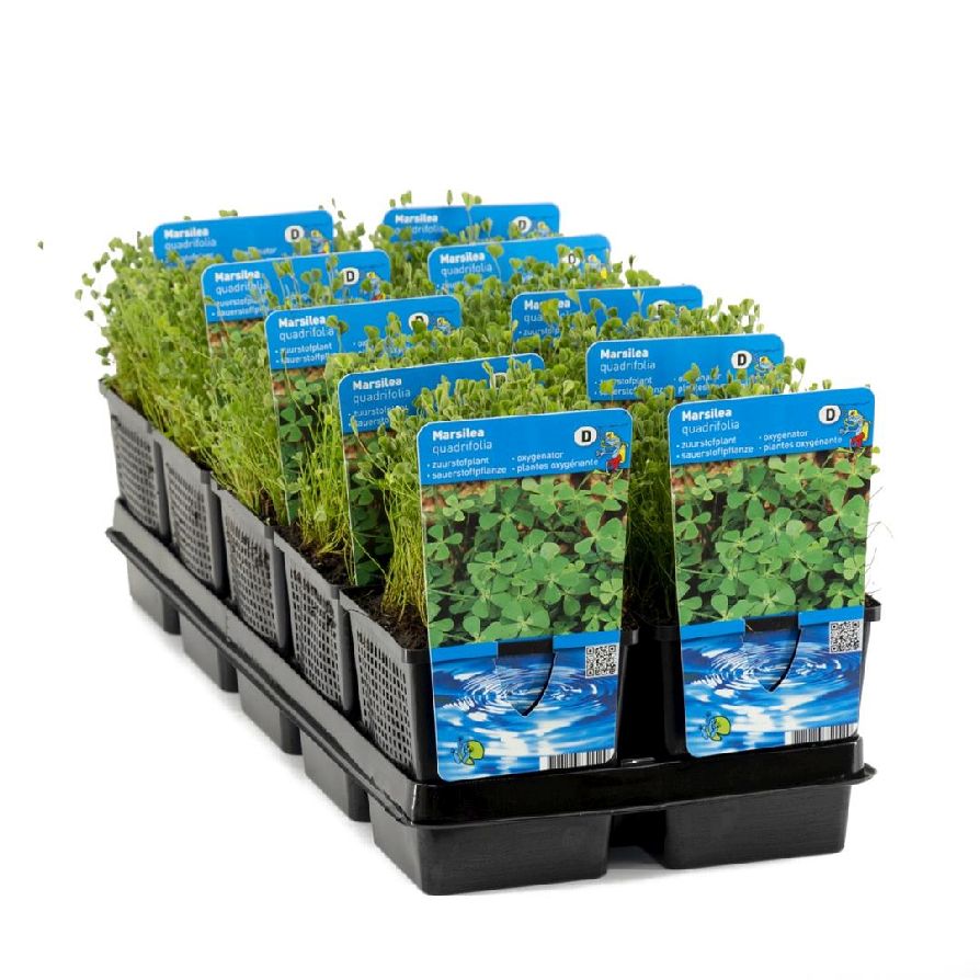 Marsilea quadrifolia - 11 cm kruka