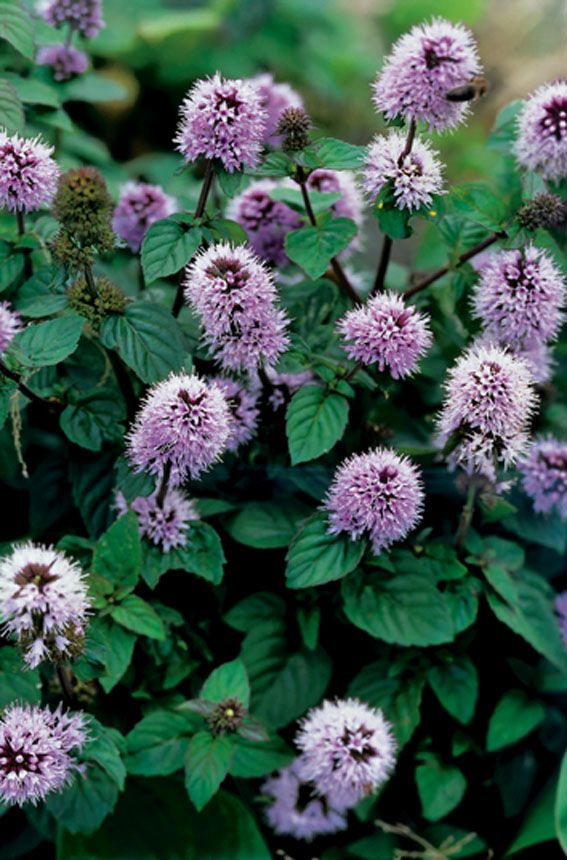 Mentha aquatica (vattenmynta) 9 cm kruka