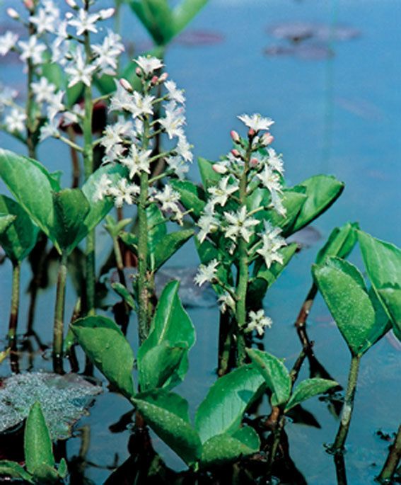 Menyanthes trifoliata (vattenklöver) 9 cm kruka - vattenväxt