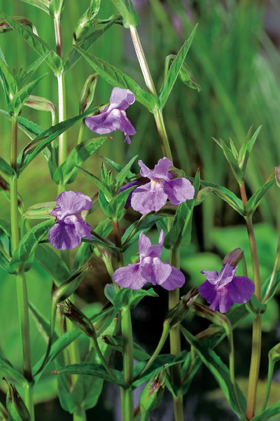 Mimulus ringens - 9 cm kruka (vattenväxt)