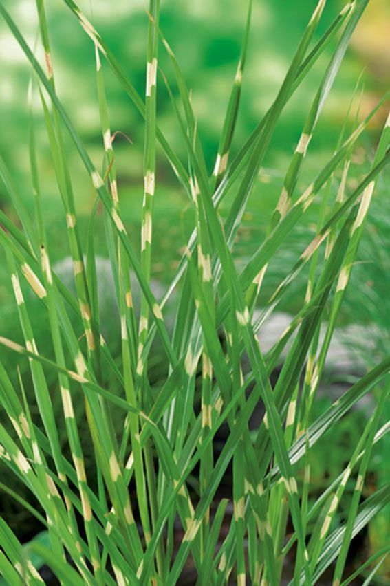Miscanthus sin. &