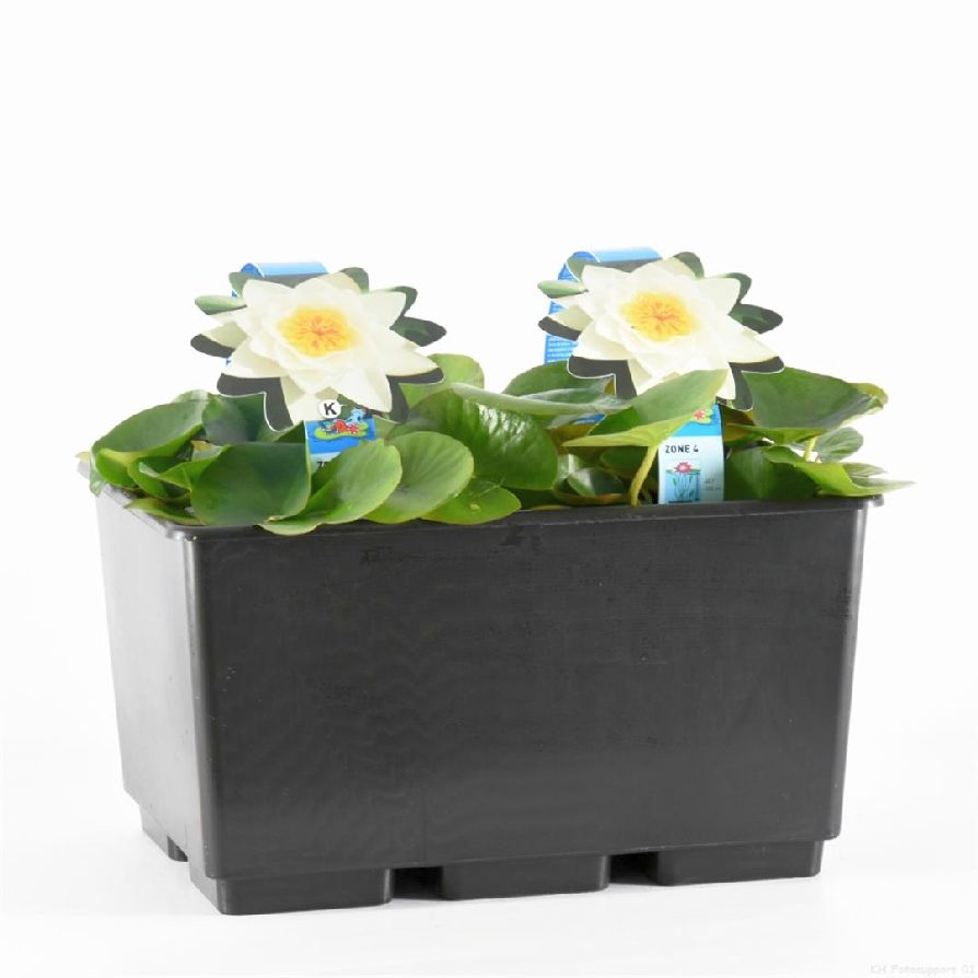 Nymphaea alba C3 (3 liters kruka) / 19 cm kruka