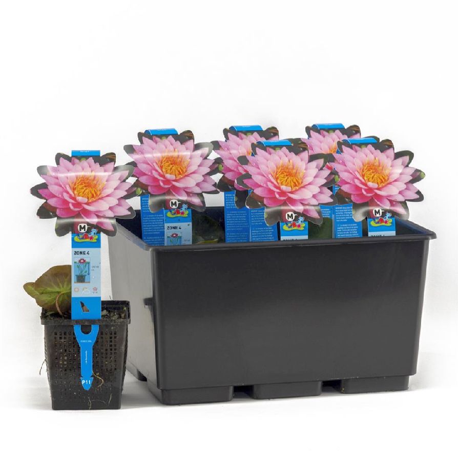 Nymphaea &