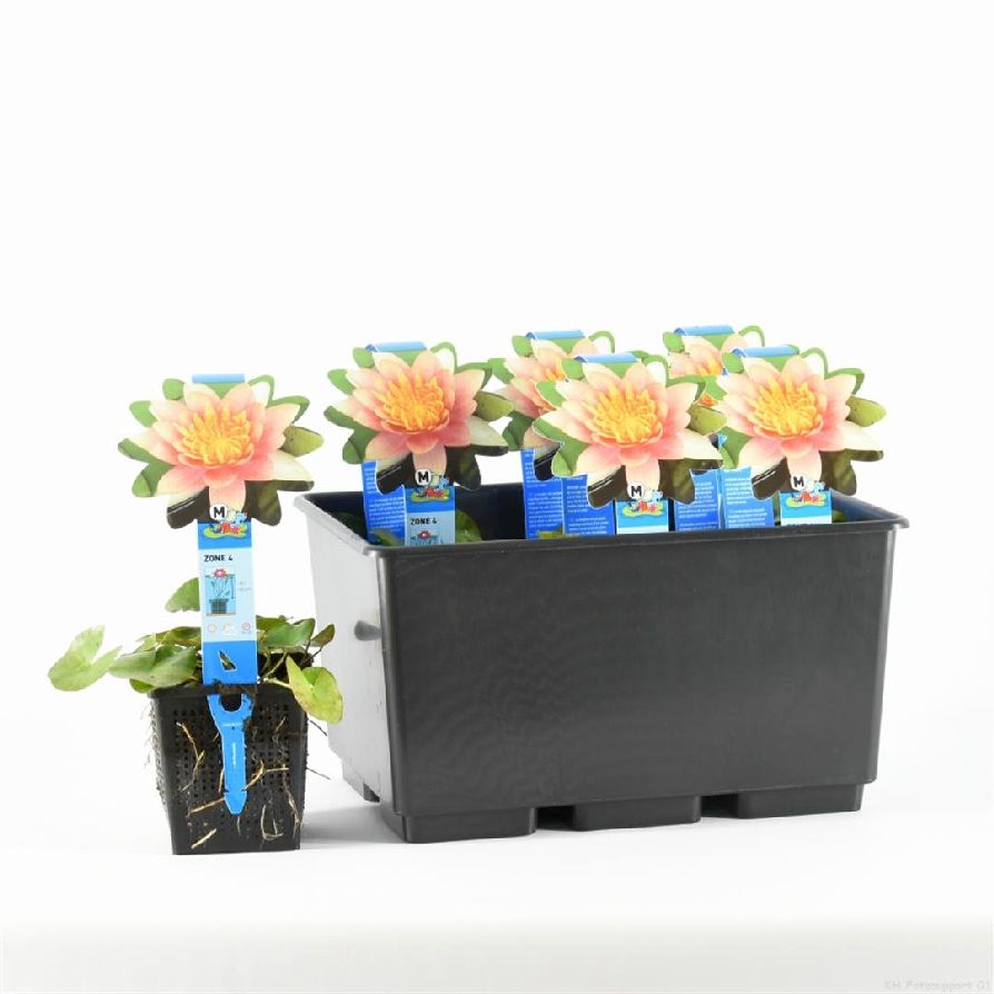 Nymphaea &