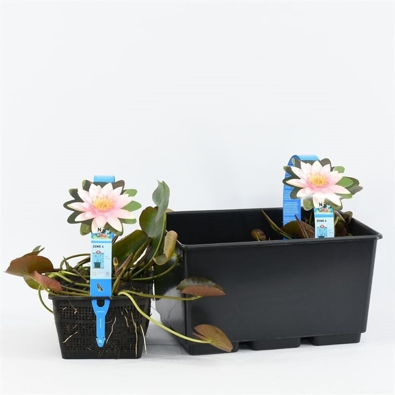 Nymphaea &