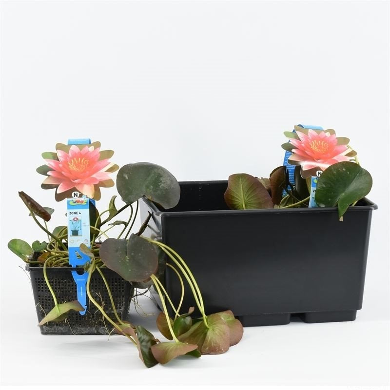 Nymphaea &
