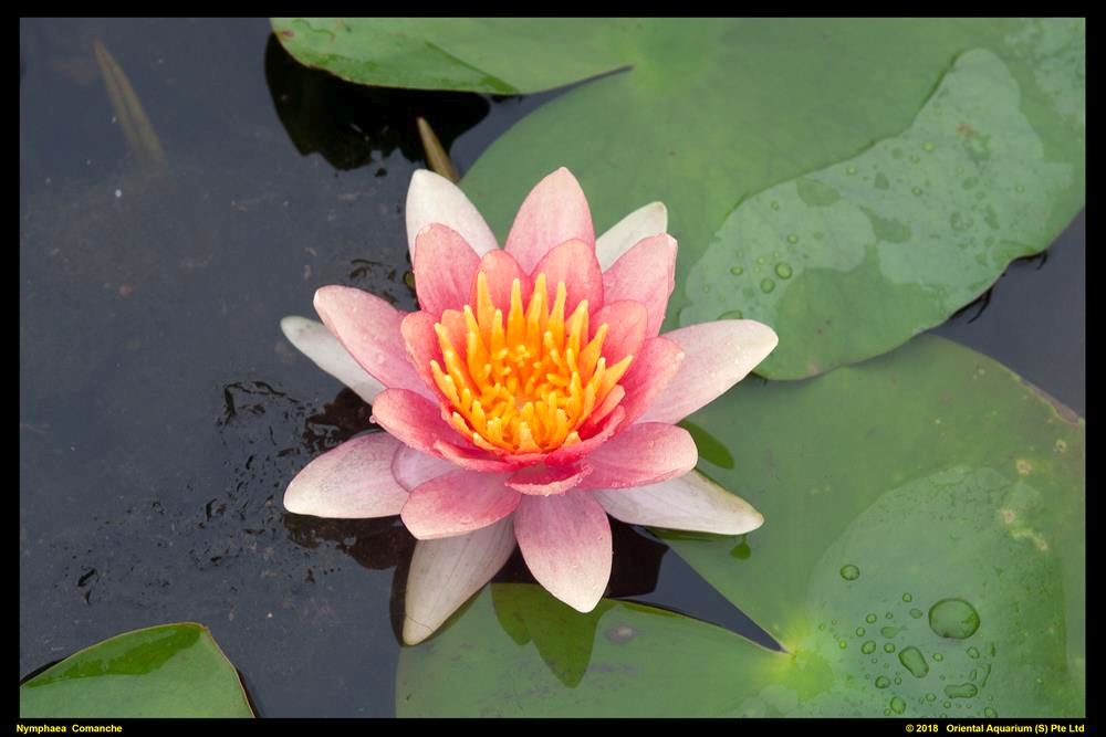Nymphaea &