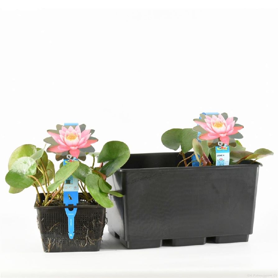 Nymphaea &