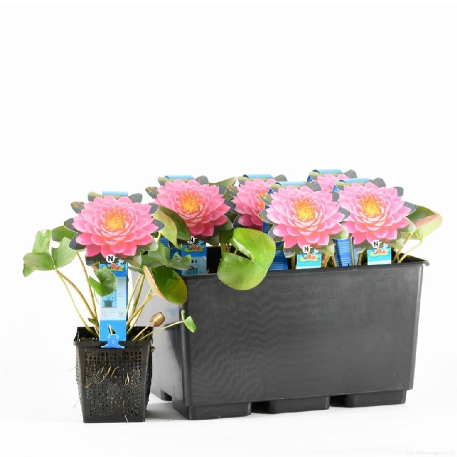Nymphaea &