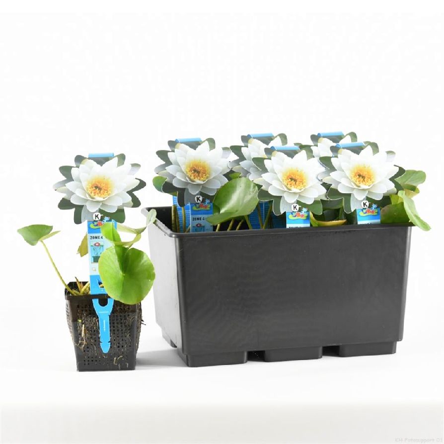 Nymphaea &