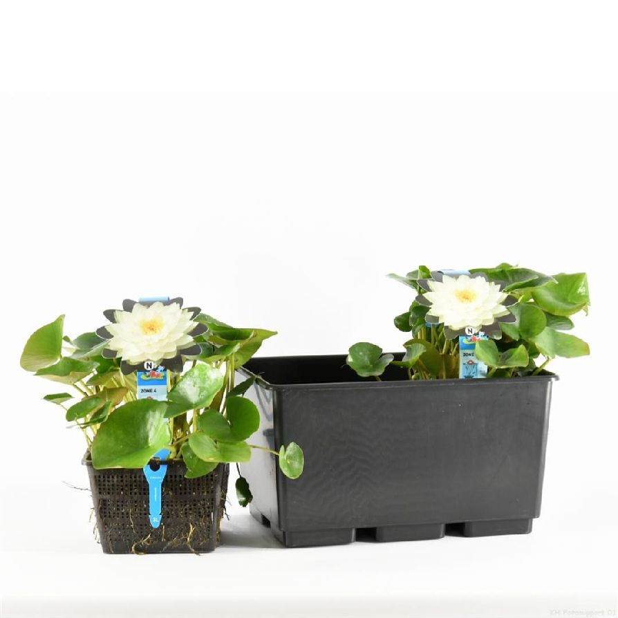 Nymphaea &