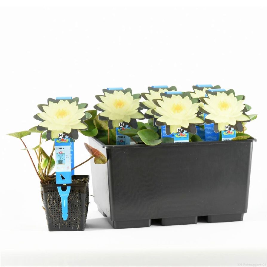 Nymphaea &