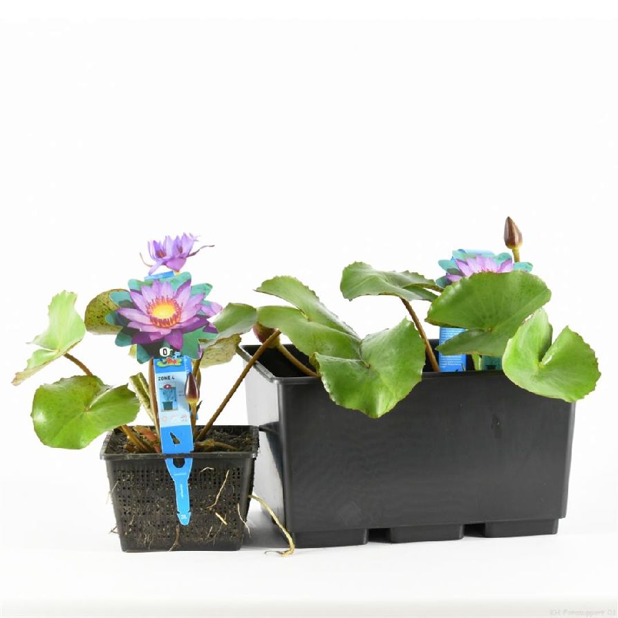 Nymphaea &