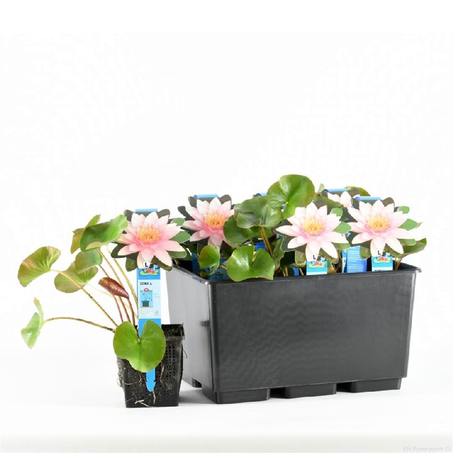 Nymphaea &