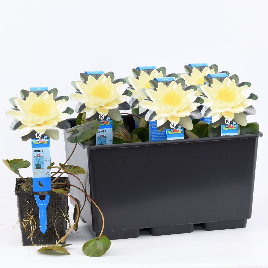 Nymphaea &