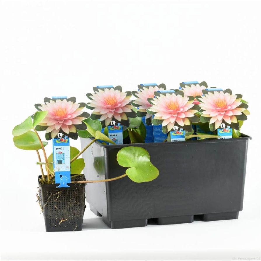 Nymphaea &