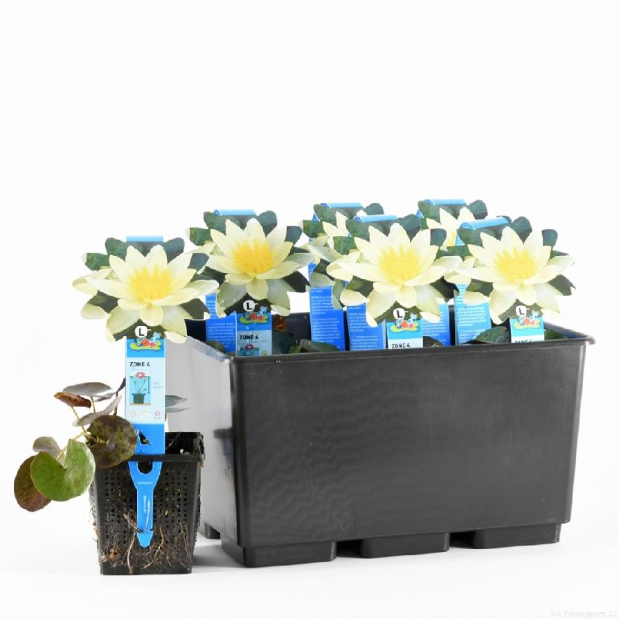 Nymphaea &