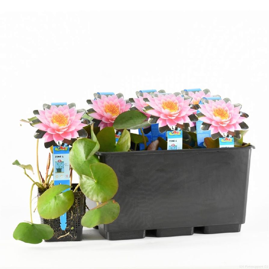 Nymphaea &
