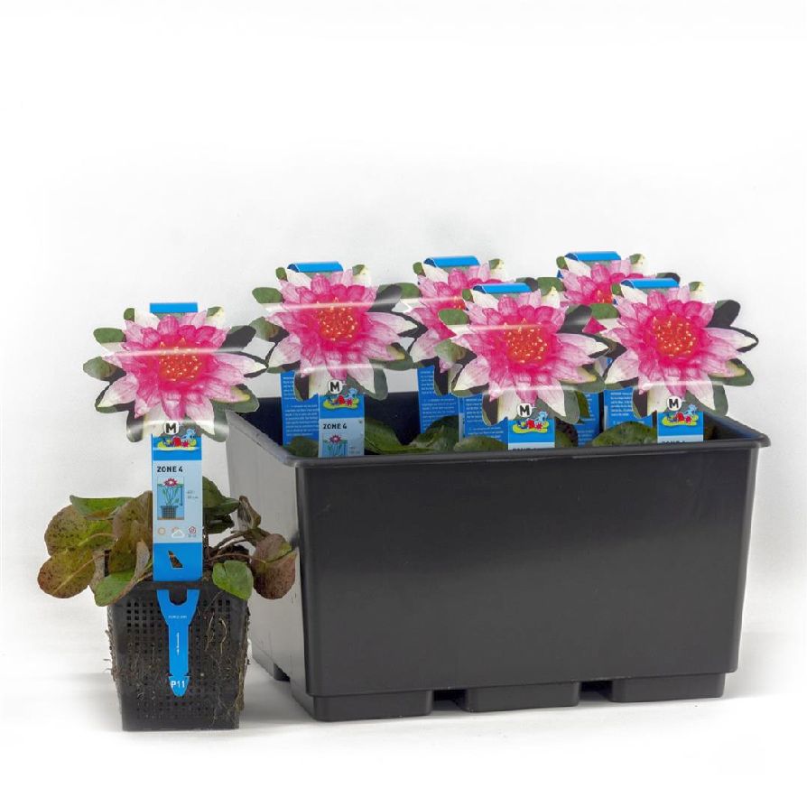 Nymphaea &