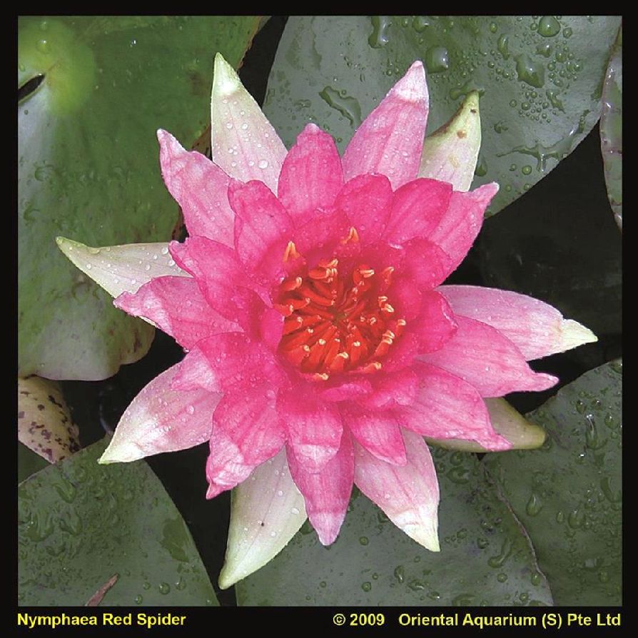 Nymphaea &