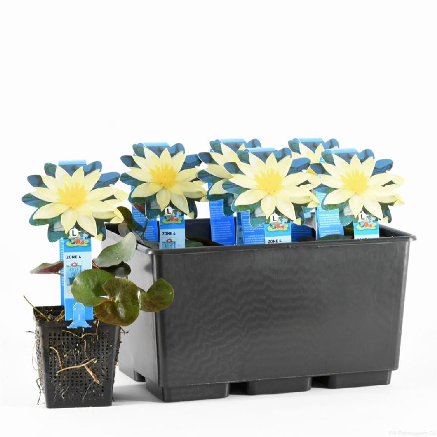 Nymphaea &