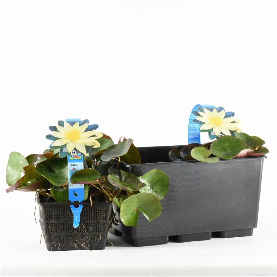 Nymphaea &
