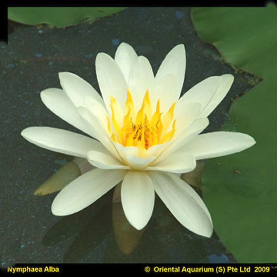 Nymphaea &