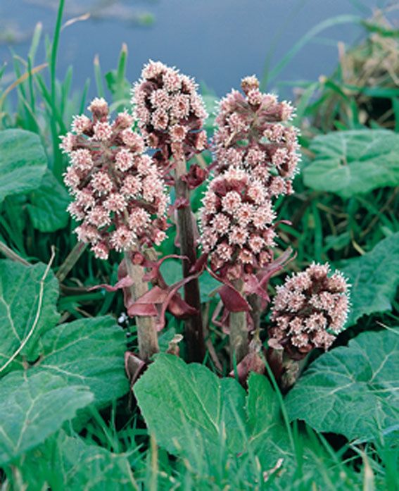 Petasites hybridus P9 (9 cm kruka)