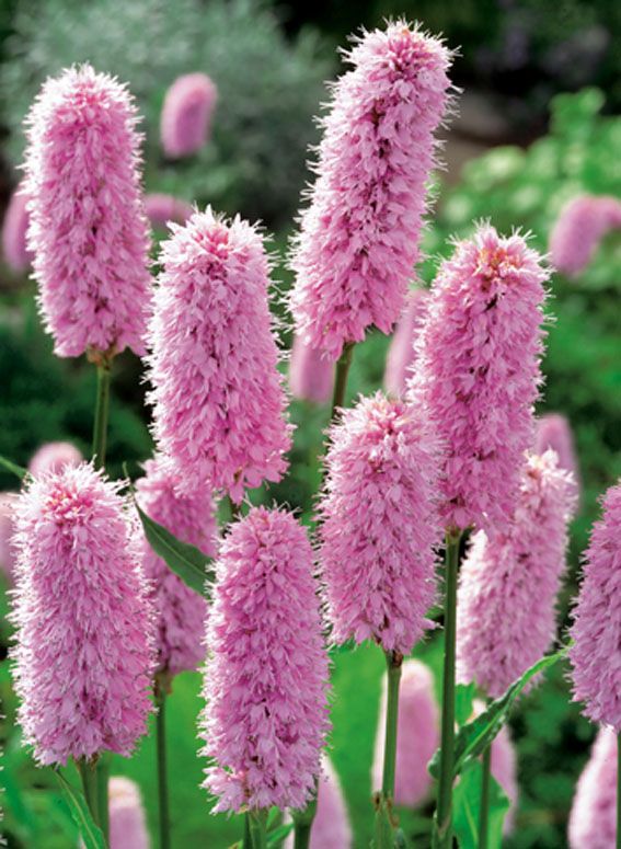 Polygonum bistorta - 9 cm kruka (vattenväxt)