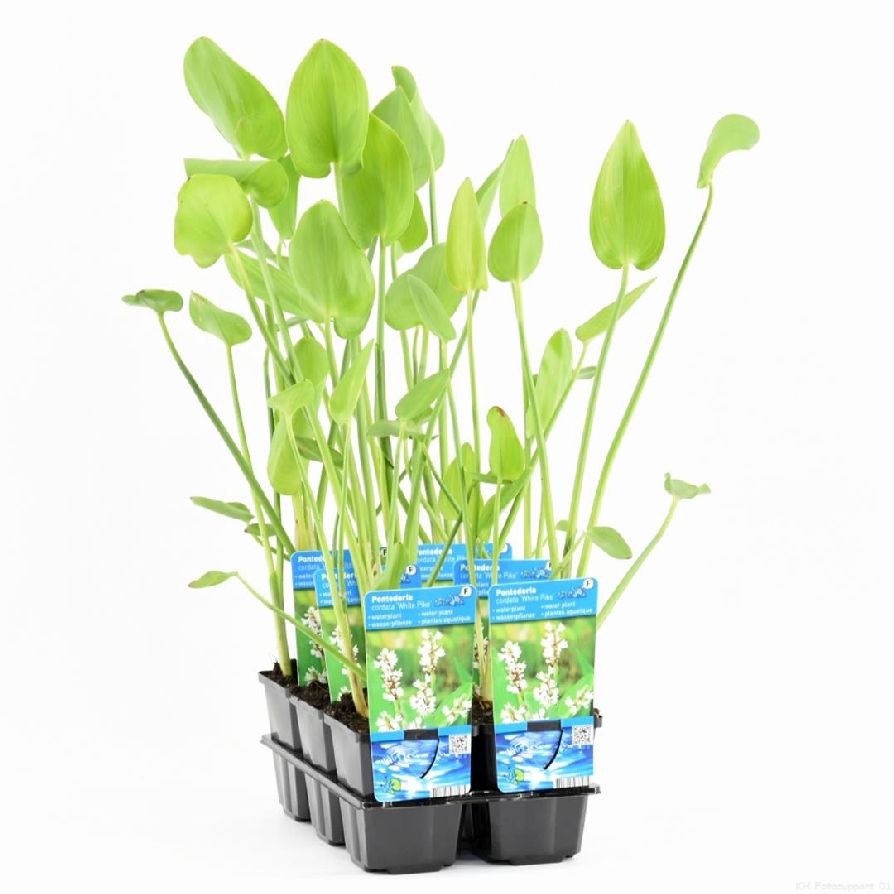 Pontederia cordata &