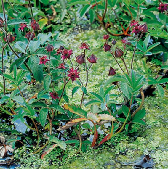 Potentilla palustris 9 cm kruka (Vattenväxt)