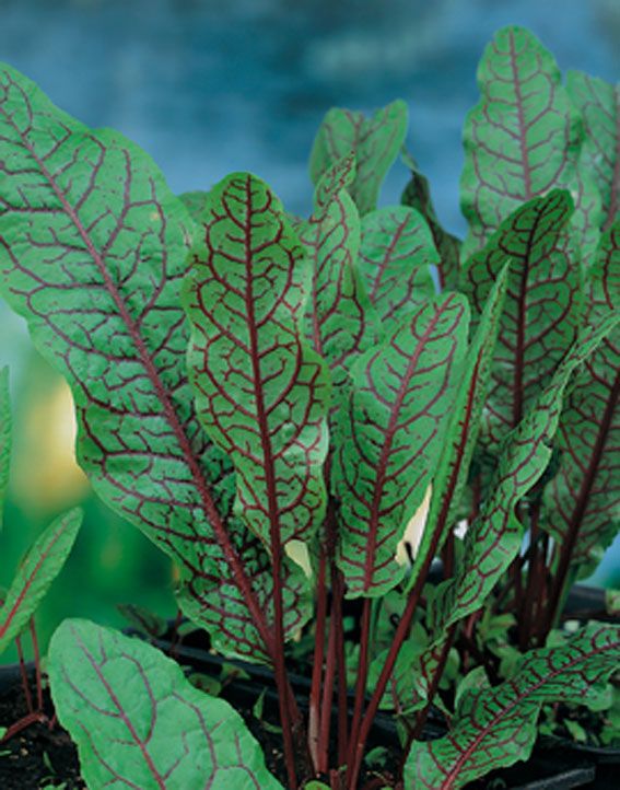 Rumex sanguineus - vattenväxt i 9 cm kruka