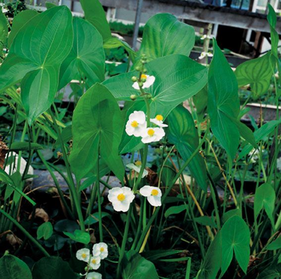 Sagittaria latifolia i planteringskorg 18x18 cm