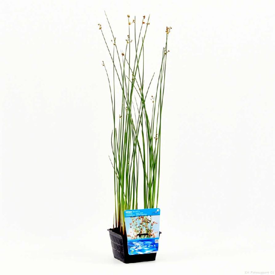 Schoenoplectus lacustris (Scirpus) Dammkorg 18x18 cm