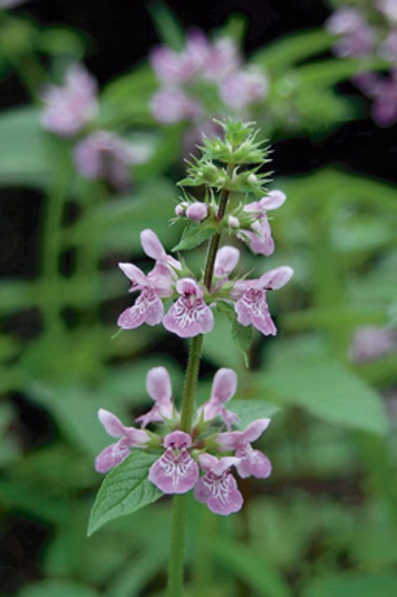Stachys palustris 9 cm kruka - Vattenväxt