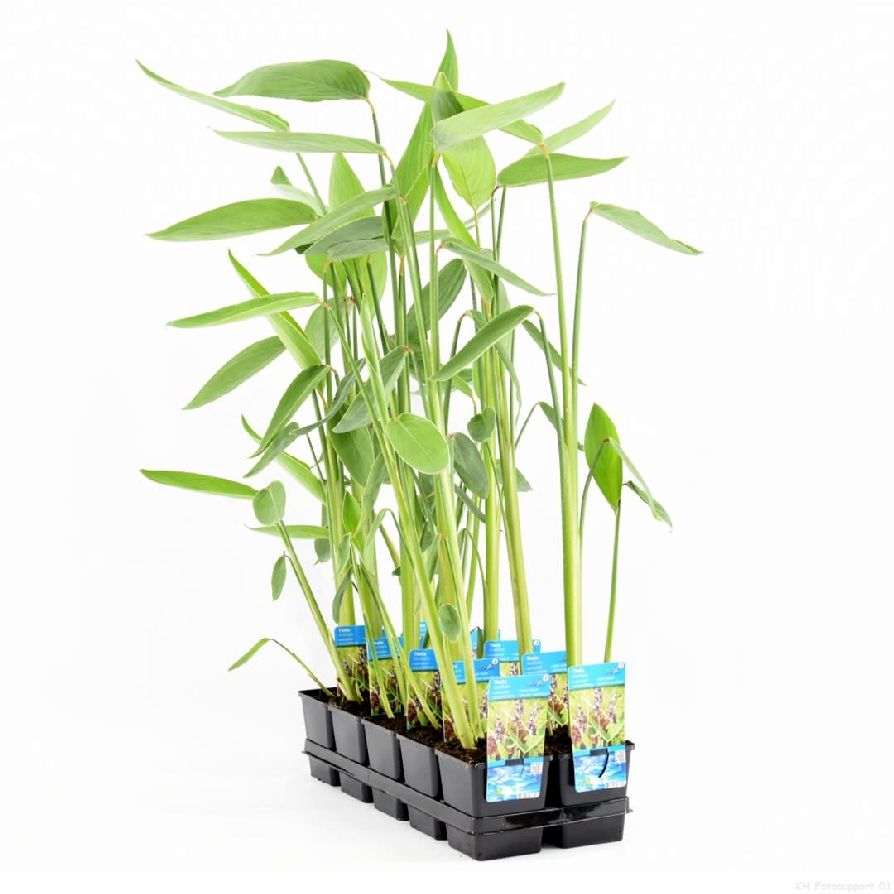 Thalia dealbata 11 cm kruka