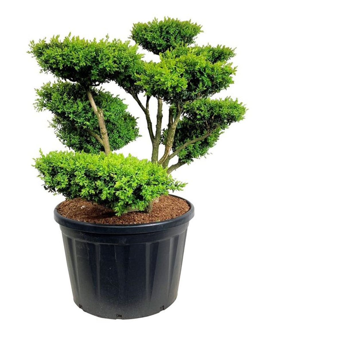 Buxus sempervirens Bonsai 100–125 cm C230 (230 liters kruka)